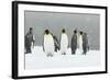 King Penguins in Blizzard-null-Framed Photographic Print