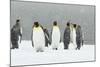 King Penguins in Blizzard-null-Mounted Photographic Print