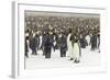 King Penguins in Blizzard-null-Framed Photographic Print