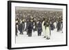 King Penguins in Blizzard-null-Framed Photographic Print