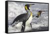 King Penguins in Surf on South Georgia Island-null-Framed Stretched Canvas