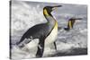 King Penguins in Surf on South Georgia Island-null-Stretched Canvas