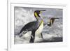 King Penguins in Surf on South Georgia Island-null-Framed Photographic Print