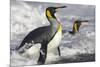 King Penguins in Surf on South Georgia Island-null-Mounted Photographic Print