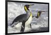 King Penguins in Surf on South Georgia Island-null-Framed Photographic Print