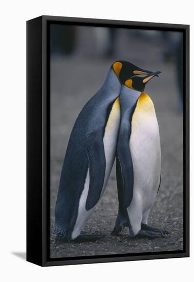 King Penguins Leaning on Each Other-DLILLC-Framed Stretched Canvas