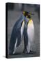 King Penguins Leaning on Each Other-DLILLC-Stretched Canvas