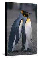 King Penguins Leaning on Each Other-DLILLC-Stretched Canvas