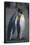 King Penguins Leaning on Each Other-DLILLC-Framed Stretched Canvas