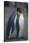 King Penguins Leaning on Each Other-DLILLC-Stretched Canvas