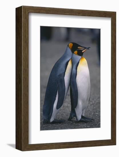 King Penguins Leaning on Each Other-DLILLC-Framed Photographic Print