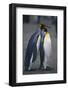 King Penguins Leaning on Each Other-DLILLC-Framed Photographic Print