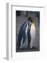 King Penguins Leaning on Each Other-DLILLC-Framed Photographic Print