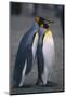 King Penguins Leaning on Each Other-DLILLC-Mounted Photographic Print