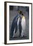 King Penguins Leaning on Each Other-DLILLC-Framed Photographic Print