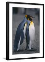 King Penguins Leaning on Each Other-DLILLC-Framed Photographic Print