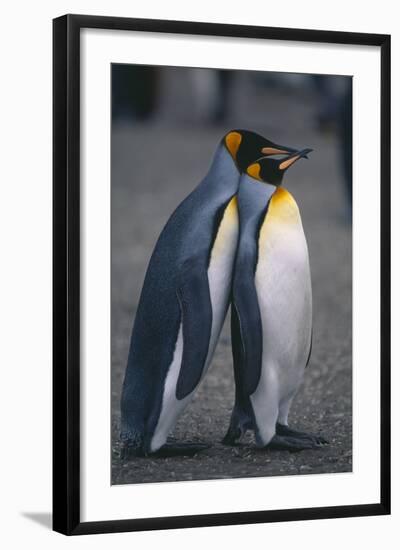 King Penguins Leaning on Each Other-DLILLC-Framed Photographic Print