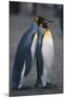 King Penguins Leaning on Each Other-DLILLC-Mounted Photographic Print