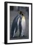 King Penguins Leaning on Each Other-DLILLC-Framed Photographic Print