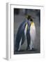 King Penguins Leaning on Each Other-DLILLC-Framed Photographic Print