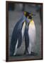 King Penguins Leaning on Each Other-DLILLC-Framed Photographic Print