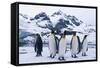 King Penguins Looking in All Directions-DLILLC-Framed Stretched Canvas