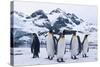 King Penguins Looking in All Directions-DLILLC-Stretched Canvas