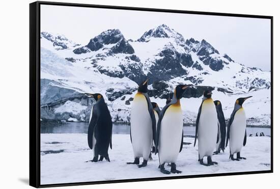 King Penguins Looking in All Directions-DLILLC-Framed Stretched Canvas
