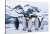 King Penguins Looking in All Directions-DLILLC-Stretched Canvas