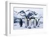 King Penguins Looking in All Directions-DLILLC-Framed Photographic Print