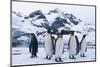 King Penguins Looking in All Directions-DLILLC-Mounted Photographic Print