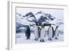 King Penguins Looking in All Directions-DLILLC-Framed Photographic Print