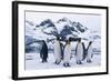 King Penguins Looking in All Directions-DLILLC-Framed Photographic Print