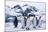 King Penguins Looking in All Directions-DLILLC-Mounted Photographic Print