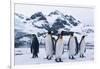 King Penguins Looking in All Directions-DLILLC-Framed Photographic Print