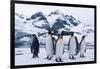 King Penguins Looking in All Directions-DLILLC-Framed Photographic Print