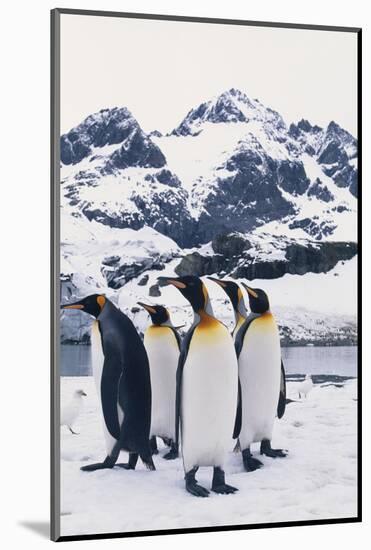 King Penguins Looking in Same Direction-DLILLC-Mounted Photographic Print