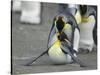 King Penguins Mating-DLILLC-Stretched Canvas