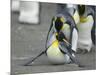 King Penguins Mating-DLILLC-Mounted Photographic Print
