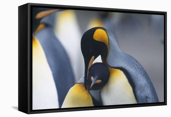 King Penguins Nuzzling One Another-DLILLC-Framed Stretched Canvas