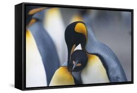 King Penguins Nuzzling One Another-DLILLC-Framed Stretched Canvas