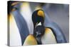 King Penguins Nuzzling One Another-DLILLC-Stretched Canvas