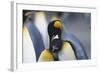 King Penguins Nuzzling One Another-DLILLC-Framed Photographic Print