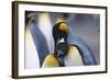 King Penguins Nuzzling One Another-DLILLC-Framed Photographic Print