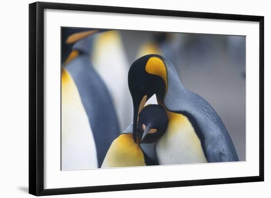 King Penguins Nuzzling One Another-DLILLC-Framed Photographic Print