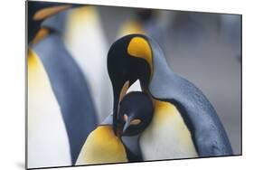 King Penguins Nuzzling One Another-DLILLC-Mounted Photographic Print