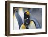 King Penguins Nuzzling One Another-DLILLC-Framed Photographic Print