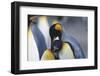 King Penguins Nuzzling One Another-DLILLC-Framed Photographic Print