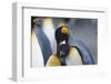 King Penguins Nuzzling One Another-DLILLC-Framed Photographic Print