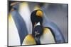 King Penguins Nuzzling One Another-DLILLC-Mounted Photographic Print